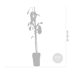 3x Mini Fruit Mix – Arbres Fruitiers – Facile D'entretien – ⌀9 Cm - ↕30-35 Cm -Magasin De Plantes De Qualité 640b77c3a47186.83377070