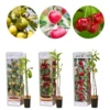 3x Mini Fruit Mix – Arbres Fruitiers – Facile D'entretien – ⌀9 Cm - ↕30-35 Cm