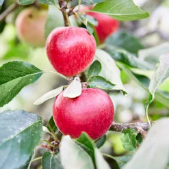 3x Mini Fruit Mix – Arbres Fruitiers – Facile D'entretien – ⌀9 Cm - ↕30-35 Cm -Magasin De Plantes De Qualité 640b77c3b6c818.93588649