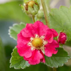 3x Fragaria 'red Summer Breeze' – Fraisier – Entretien Facile – ⌀10,5 Cm - ↕15-20 Cm -Magasin De Plantes De Qualité 640b77c8530836.31029797