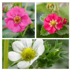 3x Fragaria Summer Breeze Mix – Fraisier – Facile D'entretien – ⌀10,5 Cm - ↕15-20 Cm -Magasin De Plantes De Qualité 640b77c9259ff8.65399678