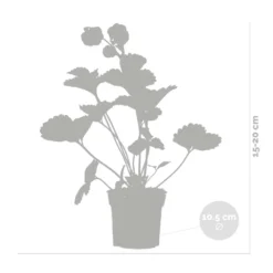 3x Fragaria Summer Breeze Mix – Fraisier – Facile D'entretien – ⌀10,5 Cm - ↕15-20 Cm -Magasin De Plantes De Qualité 640b77c92afa69.12136221