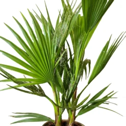 2x Washingtonia Robusta - Palmier Mexicain - Palmier Extérieur - Persistant – ⌀14 Cm - ↕35-45 Cm -Magasin De Plantes De Qualité 640b77ccd8f306.76934882