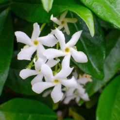 3x Trachelospermum Jasminoides – Jasmin De Toscane – Plante Grimpante – Rustique – ⌀9 Cm - ↕15-20 Cm -Magasin De Plantes De Qualité 640b77fda17061.07071214