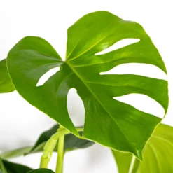 Monstera Deliciosa Incl. Panier En Jonc De Mer - Purificateur D'air - ⌀21 Cm - ↕70-80 Cm -Magasin De Plantes De Qualité 640b7868eff439.97881237