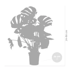 Monstera Deliciosa Incl. Panier En Jonc De Mer - Purificateur D'air - ⌀21 Cm - ↕70-80 Cm -Magasin De Plantes De Qualité 640b78690602c8.25143099