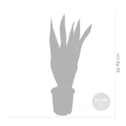 2x Sansevieria 'laurentii' Xl – Langue De Dame – Succulente – Facile à Entretenir – ⌀17cm – ↕55-65 Cm -Magasin De Plantes De Qualité 640b787fb1b790.19239259