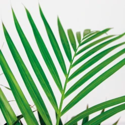 Dypsis Lutescens Incl. Panier En Jonc De Mer - Facile D'entretien - ⌀21 Cm - ↕100-110 Cm -Magasin De Plantes De Qualité 640b7898e19b00.69601100