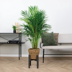 Dypsis Lutescens Incl. Panier En Jonc De Mer - Facile D'entretien - ⌀21 Cm - ↕100-110 Cm -Magasin De Plantes De Qualité 640b7898ee0c36.81719850