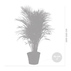 Dypsis Lutescens Incl. Panier En Jonc De Mer - Facile D'entretien - ⌀21 Cm - ↕100-110 Cm -Magasin De Plantes De Qualité 640b78992bb466.17334359