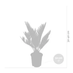 2x Cycas Revoluta – Peace Palm – Palmier – Facile D'entretien - ⌀12 Cm - ↕30-40 Cm -Magasin De Plantes De Qualité 640b789c52ce85.05361926