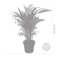 2x Mélange De Palmiers D'intérieur - Dypsis-chamaedorea - Facile D'entretien – ⌀12 Cm - ↕20-45 Cm -Magasin De Plantes De Qualité 640b789d43a326.57955412