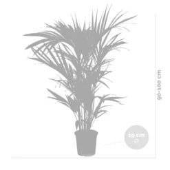 Howea Forsteriana Incl. Panier En Jonc De Mer - Palmier Kentia - Purificateur D'air - ⌀19 Cm - ↕90-100 Cm -Magasin De Plantes De Qualité 640b789e37cc25.87193691