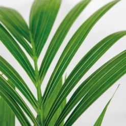 Howea Forsteriana Incl Seagrass Basket - Palmier Kentia - Purificateur D'air - ⌀19 Cm - ↕90-100 Cm -Magasin De Plantes De Qualité 640b78a06216e9.82338484