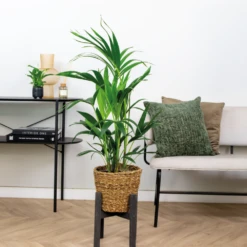 Howea Forsteriana Incl Seagrass Basket - Palmier Kentia - Purificateur D'air - ⌀19 Cm - ↕90-100 Cm -Magasin De Plantes De Qualité 640b78a0818a38.30649967