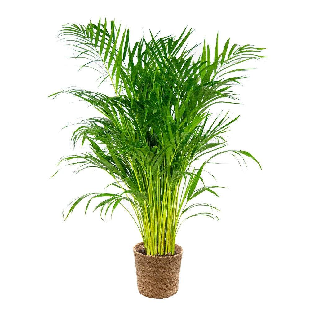 Dypsis Lutescens Incl. Panier En Jonc De Mer - Palmier Doré - ⌀21 Cm - ↕100-110 Cm 1 Dypsis Lutescens Incl. Panier En Jonc De Mer - Palmier Doré - ⌀21 Cm - ↕100-110 Cm