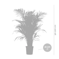 Dypsis Lutescens Incl. Panier En Jonc De Mer - Palmier Doré - ⌀21 Cm - ↕100-110 Cm 9 Dypsis Lutescens Incl. Panier En Jonc De Mer - Palmier Doré - ⌀21 Cm - ↕100-110 Cm -Magasin De Plantes De Qualité 640b78a17edc87.53736891