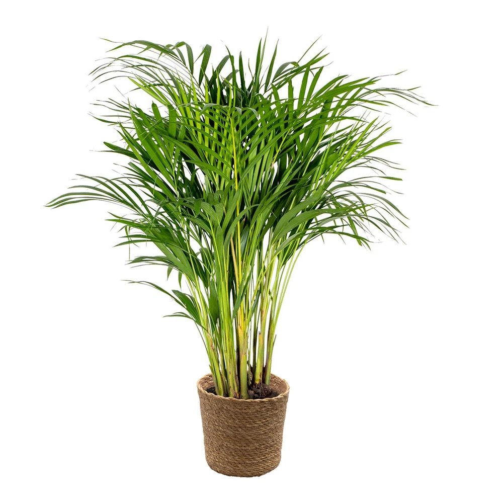 Dypsis Lutescens Incl. Panier En Jonc De Mer - Palmier Doré - ⌀20 Cm - ↕90-100 Cm 1 Dypsis Lutescens Incl. Panier En Jonc De Mer - Palmier Doré - ⌀20 Cm - ↕90-100 Cm