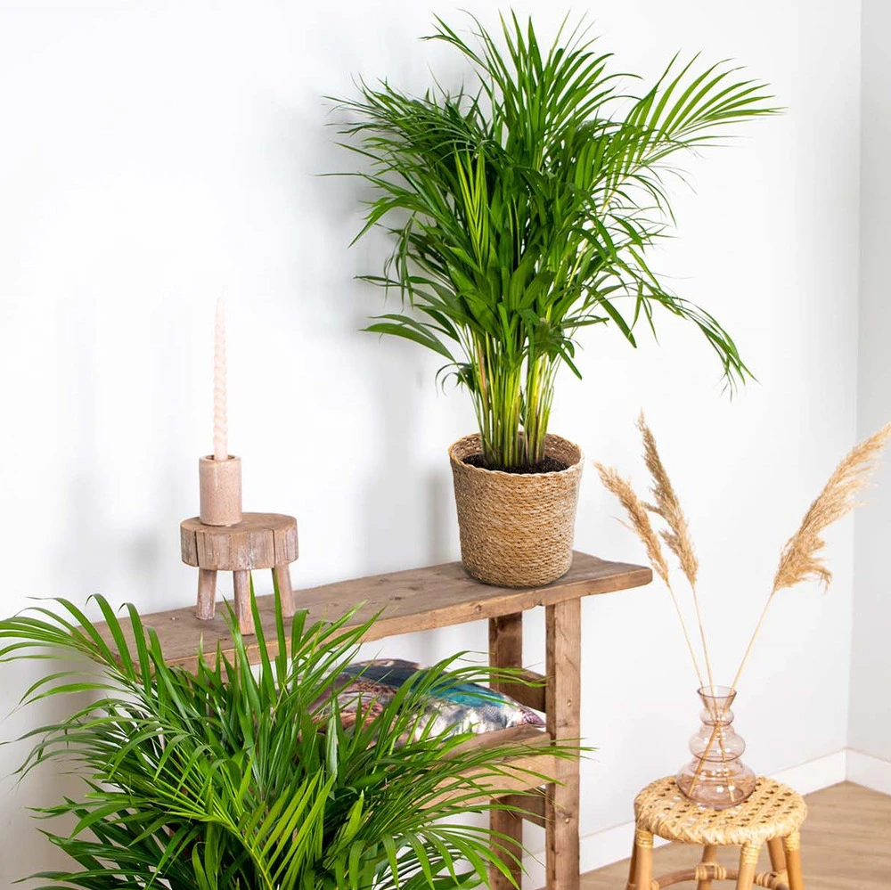 Dypsis Lutescens Incl. Panier En Jonc De Mer - Palmier Doré - ⌀20 Cm - ↕90-100 Cm 4 Dypsis Lutescens Incl. Panier En Jonc De Mer - Palmier Doré - ⌀20 Cm - ↕90-100 Cm – Image 4