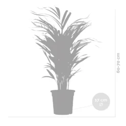2x Dypsis Lutescens - Palmier Doré - Plante D'intérieur - Facile D'entretien - ⌀17 Cm - ↕60-70 Cm -Magasin De Plantes De Qualité 640b78a391d3f4.46710132