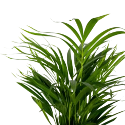 2x Dypsis Lutescens - Palmier Doré - Plante D'intérieur - Facile D'entretien - ⌀17 Cm - ↕60-70 Cm -Magasin De Plantes De Qualité 640b78a39680a7.80679516