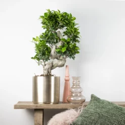 2x Ficus Microcarpa 'ginseng' En Forme De S – Bonsaï – Plante D'intérieur – ⌀22 Cm - ↕60-70 Cm 8 2x Ficus Microcarpa 'ginseng' En Forme De S – Bonsaï – Plante D'intérieur – ⌀22 Cm - ↕60-70 Cm -Magasin De Plantes De Qualité 640b78a5ac4b54.25035858
