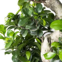 2x Ficus Microcarpa 'ginseng' En Forme De S – Bonsaï – Plante D'intérieur – ⌀22 Cm - ↕60-70 Cm 7 2x Ficus Microcarpa 'ginseng' En Forme De S – Bonsaï – Plante D'intérieur – ⌀22 Cm - ↕60-70 Cm -Magasin De Plantes De Qualité 640b78a5b23d03.95455747