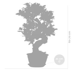 2x Ficus Microcarpa 'ginseng' En Forme De S – Bonsaï – Plante D'intérieur – ⌀22 Cm - ↕60-70 Cm 9 2x Ficus Microcarpa 'ginseng' En Forme De S – Bonsaï – Plante D'intérieur – ⌀22 Cm - ↕60-70 Cm -Magasin De Plantes De Qualité 640b78a5c747c3.13322966