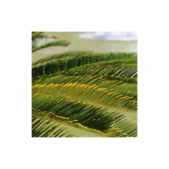 Cycas Du Japon/pot De 25l - 60/80 Cm -Magasin De Plantes De Qualité 6411c5b361fa74.05904111