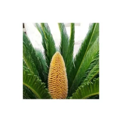Cycas Du Japon/pot De 25l - 60/80 Cm -Magasin De Plantes De Qualité 6411c5b36c7127.23418649