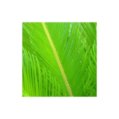 Cycas Du Japon/pot De 70l - Stipe 40/50 Cm -Magasin De Plantes De Qualité 6411c5d6ad44d3.69046798