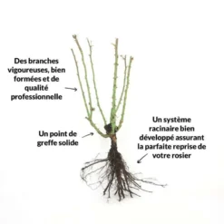 Rosier 'diorama' - -Magasin De Plantes De Qualité 6419b64b16ab27.97474187