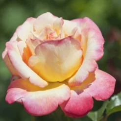 Rosier 'mme A. Meilland' - -Magasin De Plantes De Qualité 6419b656862295.92487417