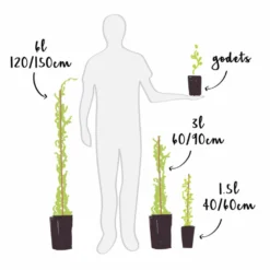 Jasmin Officinal 'affine' - Jasminum Officinalis 3l -Magasin De Plantes De Qualité 641db2f9e94c76.84681425