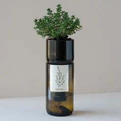 Kit Irrigation Basilic Prêt à Pousser 5 Kit Irrigation Basilic Prêt à Pousser -Magasin De Plantes De Qualité 6420e04c2b59d5.05242091