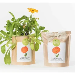 Sac Papier Prêt à Cultiver Calendula -Magasin De Plantes De Qualité 6420e04cca6d08.48418237