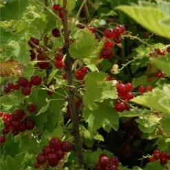 Groseillier à Grappes 'jonkheer Van Tets' - Ribes Rubrum 1,5l -Magasin De Plantes De Qualité 6420e09d661a75.14430311