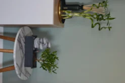 Set Bonsaï Et Cascade-pierres - Support L.30cm- H.25-30cm -Magasin De Plantes De Qualité 6422e176c936d7.62659362