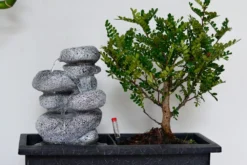 Set Bonsaï Et Cascade-pierres - Support L.30cm- H.25-30cm -Magasin De Plantes De Qualité 6422e176e22588.29286272