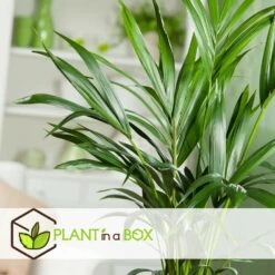 Palmier Kentia - Pot ⌀21 Cm - H. 130-140cm (hauteur Pot Incluse) -Magasin De Plantes De Qualité 6422e18667b5b7.10247257