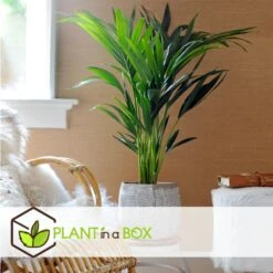 Palmier Kentia - Pot ⌀21 Cm - H. 130-140cm (hauteur Pot Incluse) -Magasin De Plantes De Qualité 6422e1866c5cc6.02870111