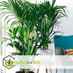 Palmier Kentia - Pot ⌀21 Cm - H. 130-140cm (hauteur Pot Incluse) -Magasin De Plantes De Qualité 6422e18682ded8.54376534