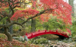 Set De 3 Erables Japonnais - Pot ⌀19cm - H.60-70cm (hauteur Pot Incluse) - Acer Japonica - Plantes Rustique -Magasin De Plantes De Qualité 64233256479f90.69850499