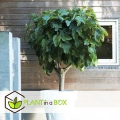 Set De 2 Ficus Carica - Pot ⌀9cm - H.25-40cm (hauteur Pot Incluse) -Magasin De Plantes De Qualité 64233258b421e6.98737418