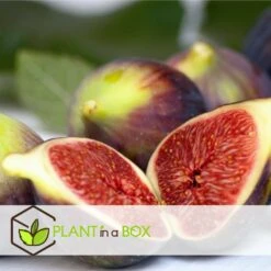 Set De 2 Ficus Carica - Pot ⌀9cm - H.25-40cm (hauteur Pot Incluse) -Magasin De Plantes De Qualité 64233258cb75f1.63559053