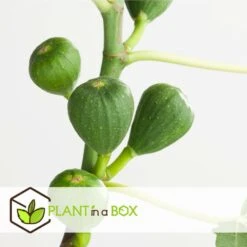 Set De 2 Ficus Carica - Pot ⌀9cm - H.25-40cm (hauteur Pot Incluse) -Magasin De Plantes De Qualité 64233258cfd275.04452141