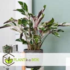 Calathea 'white Fusion' - Pot ⌀14cm - H.30-40cm (hauteur Pot Incluse) -Magasin De Plantes De Qualité 6423335ecc24f3.00608541