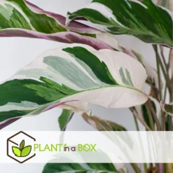 Calathea 'white Fusion' - Pot ⌀14cm - H.30-40cm (hauteur Pot Incluse) -Magasin De Plantes De Qualité 6423335ed08de5.87372206