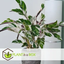 Calathea 'white Fusion' - Pot ⌀14cm - H.30-40cm (hauteur Pot Incluse) -Magasin De Plantes De Qualité 6423335ed559f6.10005262