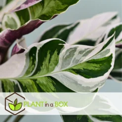 Calathea 'white Fusion' - Pot ⌀14cm - H.30-40cm (hauteur Pot Incluse) -Magasin De Plantes De Qualité 6423335eda0cd7.05143036